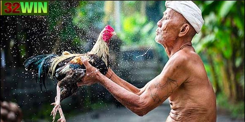 Cách chọn và nuôi gà đá truyền thống