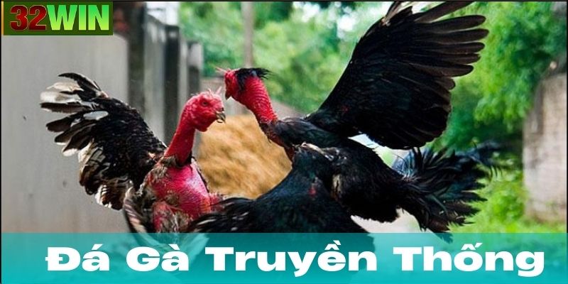Những lưu ý khi tham gia đá gà truyền thống