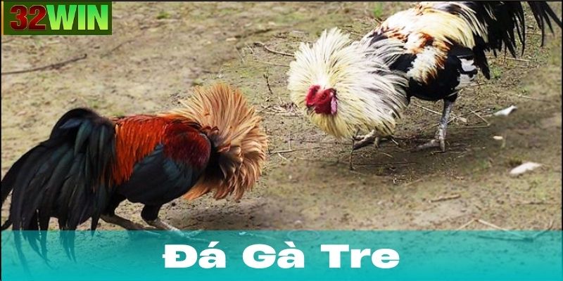 Nguồn gốc và đặc điểm của gà tre đá
