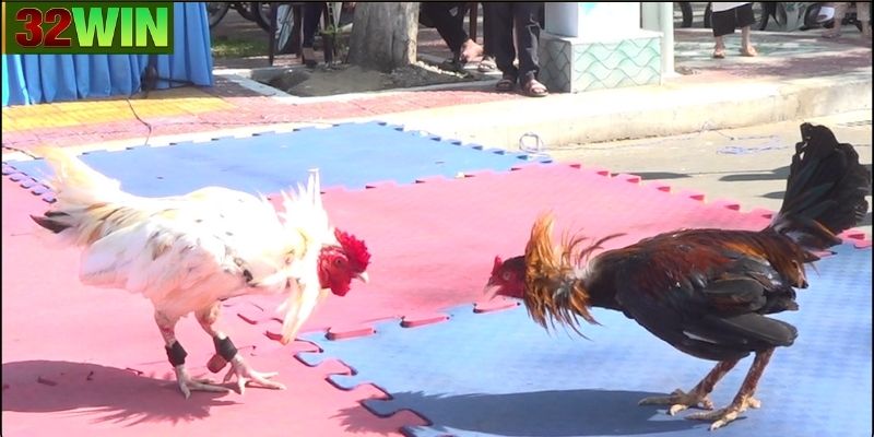 Ý nghĩa văn hóa và xã hội của đá gà tre