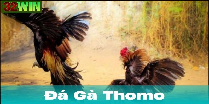 Lịch Sử Và Vị Trí Của Trường Gà Thomo