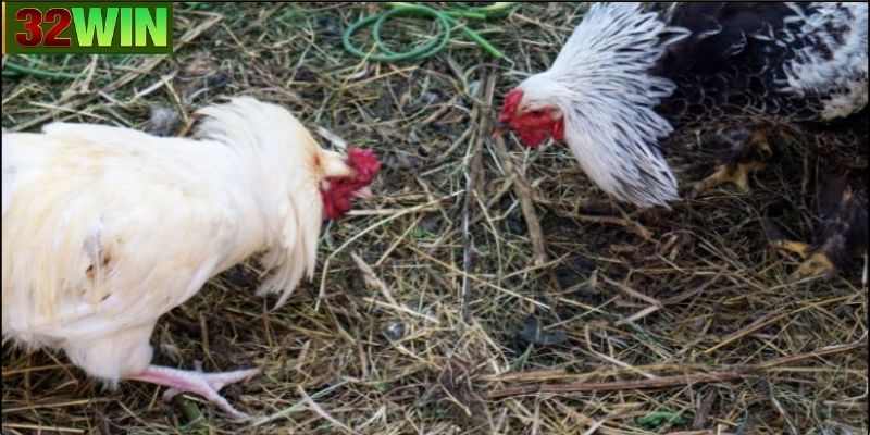Kỹ thuật huấn luyện gà đá cựa sắt